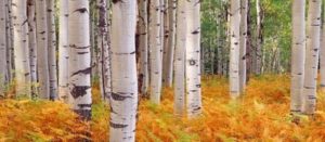 abedul birch tree