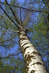 abedul arbol