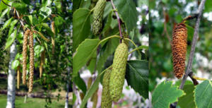 abedul caracteristicas