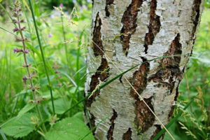abedul arbol propiedades
