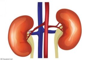  abedul propiedades infusion