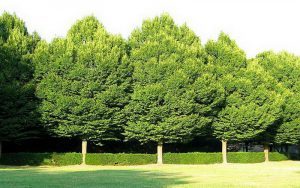 abedul planta