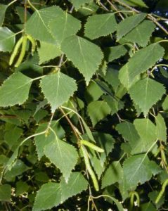 abedul planta medicinal